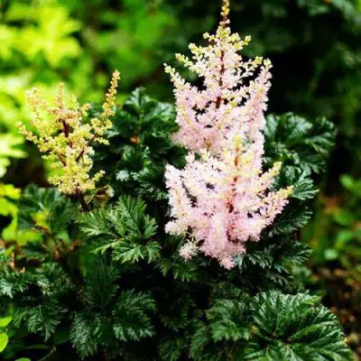 Астильба ЛИЛИПУТ курчавая в Волковыске