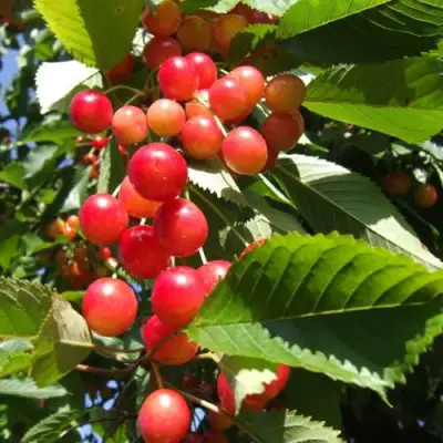 Черешня БРЯНСКАЯ РОЗОВАЯ в Волковыске