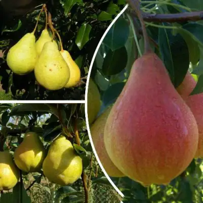 Комплект ТРИ ГРАЦИИ в Волковыске