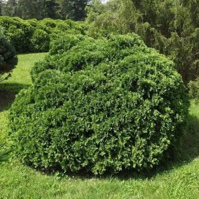 Туя УМБРАКУЛИФЕРА западная в Волковыске