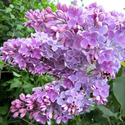 Сирень ОЛЯ в Волковыске