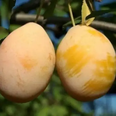 Слива ВАШИНГТОН в Волковыске