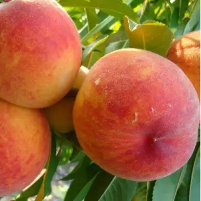 Персик ДИВНЫЙ в Волковыске