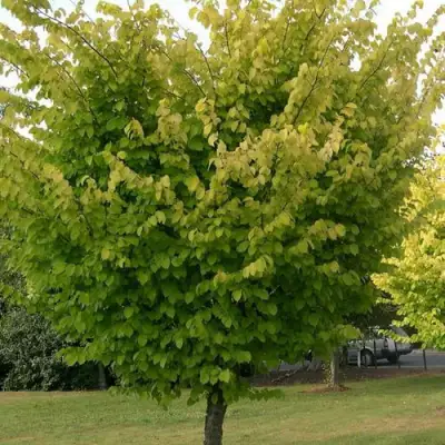 Вяз обыкновенный в Волковыске