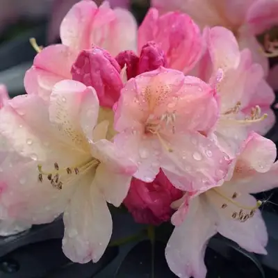 Рододендрон ПЕРСИ ВАЙСМАН в Волковыске