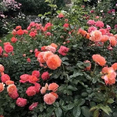 Роза БЕЛЬВЕДЕР шраб в Волковыске