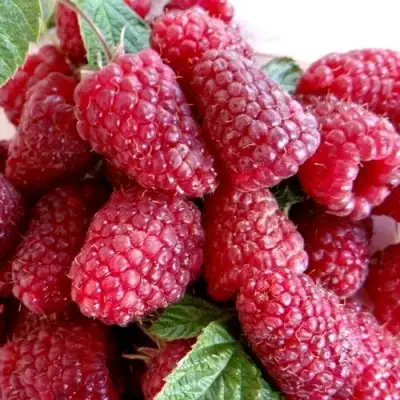 Малина КАСКАД ДЕЛАЙТ в Волковыске