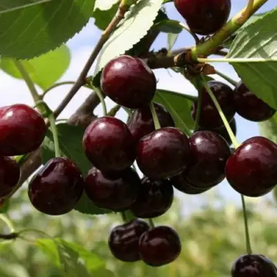 Вишня СВЕРДЛОВЧАНКА степная в Волковыске