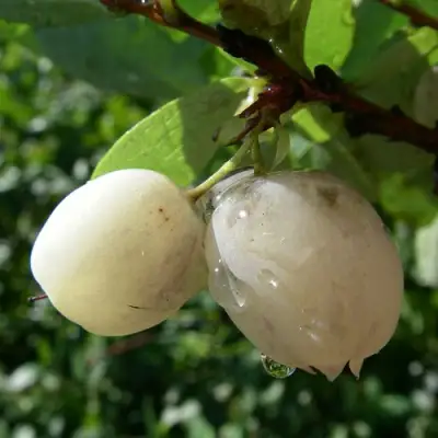 Голубика СНЕГУРОЧКА в Волковыске