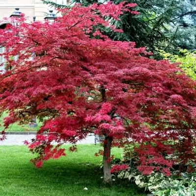Клен пальмолистный в Волковыске