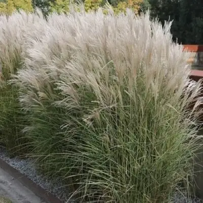 Мискантус КЛЯЙН СИЛЬБЕРСПАЙН китайский  в Волковыске