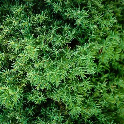 Туя ТЕДДИ западная в Волковыске