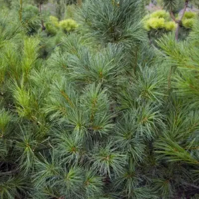 Сосна АРМАНДИ в Волковыске