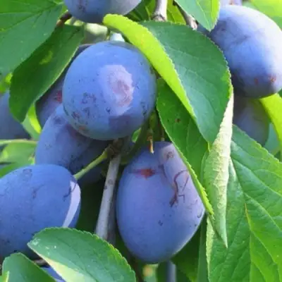 Слива ПЕРДРИГОН в Волковыске