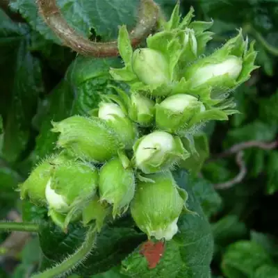 Фундук ВЕББА ЦЕННЫЙ в Волковыске