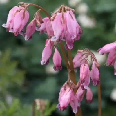 Дицентра изящная в Волковыске