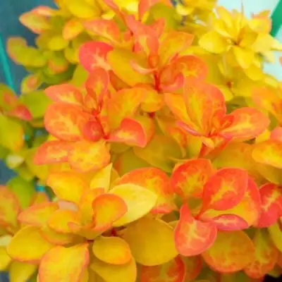 Барбарис САММЕР САНСЕТ тунберга в Волковыске