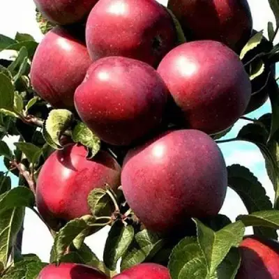 Яблоня СОЗВЕЗДИЕ колонновидная в Волковыске