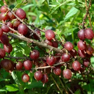 Крыжовник ОЛАВИ (ХИННОНМАЕН ПУНАЙНЕН) в Волковыске