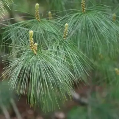 Сосна АРМАНДИ в Волковыске