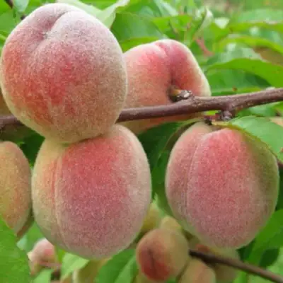 Персик ЕЛГАВСКИЙ в Волковыске