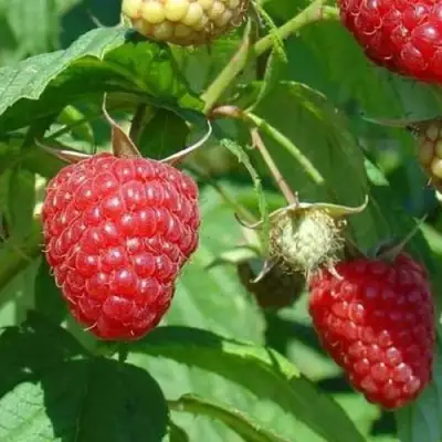 Малина ТАДМОР в Волковыске