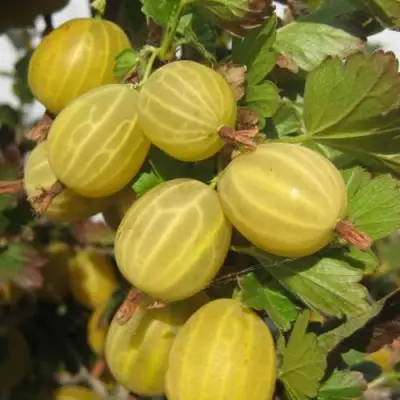 Крыжовник ЯРОВОЙ в Волковыске