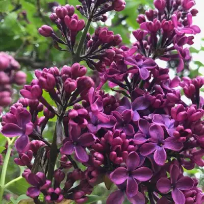 Сирень ЛЮДВИГ ШПЕТ в Волковыске