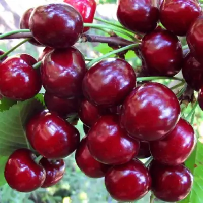 Вишня ЖУКОВСКАЯ в Волковыске