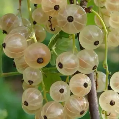 Смородина белая СМОЛЬЯНИНОВСКАЯ в Волковыске