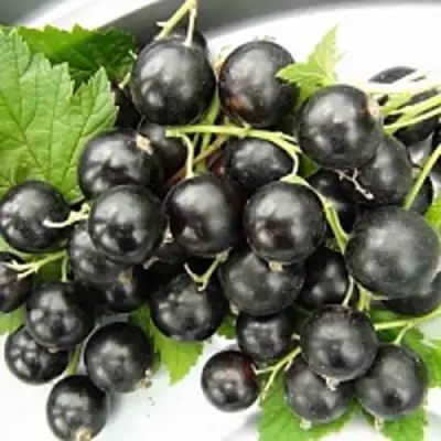 Смородина чёрная ТИТАНИЯ в Волковыске