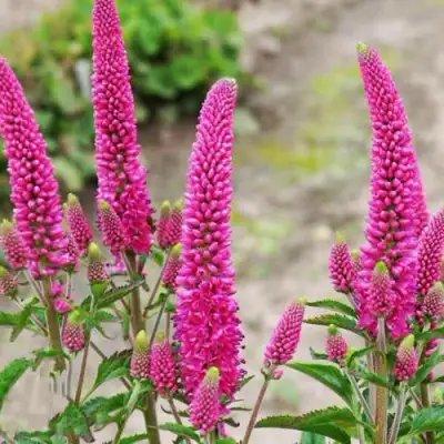 Вероника ФЕРСТ ЛАВ длиннолистная в Волковыске