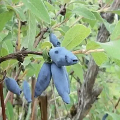 Жимолость съедобная ПУШКИНСКАЯ в Волковыске