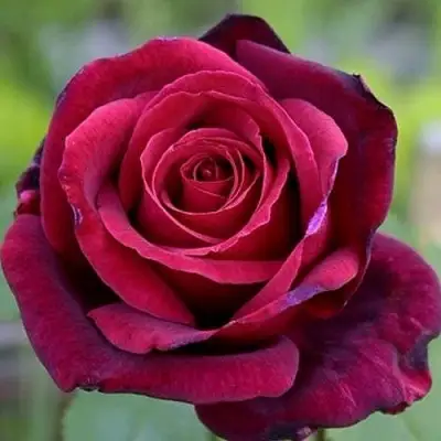 Роза ПАПА МЕЙЯН чайно-гибридная в Волковыске