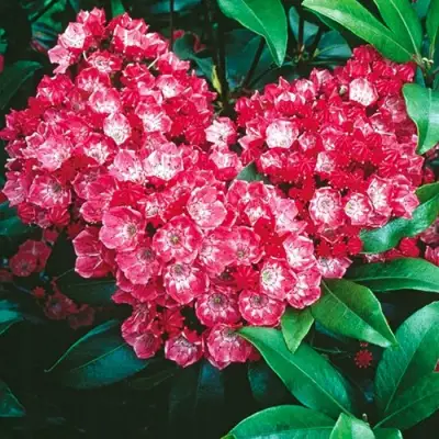 Кальмия КАРДИНАЛ в Волковыске