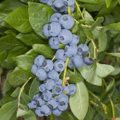 Голубика ЛИБЕРТИ в Волковыске