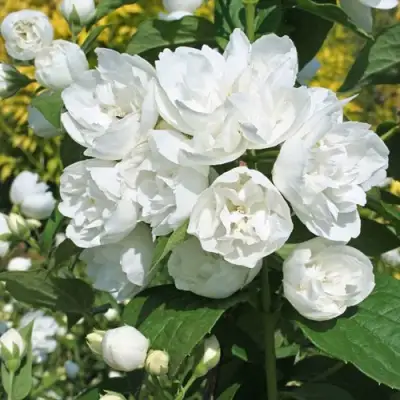 Жасмин махровый в Волковыске