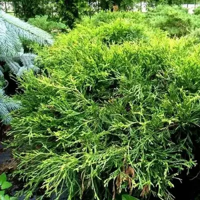 Кипарисовик ФИЛИФЕРА АУРЕА ВАРИЕГАТТА горохоплодный в Волковыске