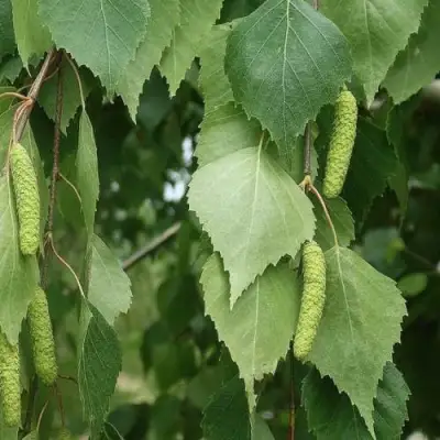 Береза бородавчатая в Волковыске