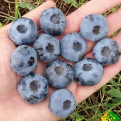 Голубика ЧАНДЛЕР в Волковыске