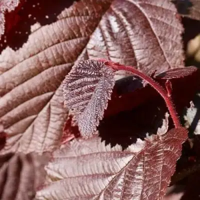 Фундук СИРЕНА в Волковыске