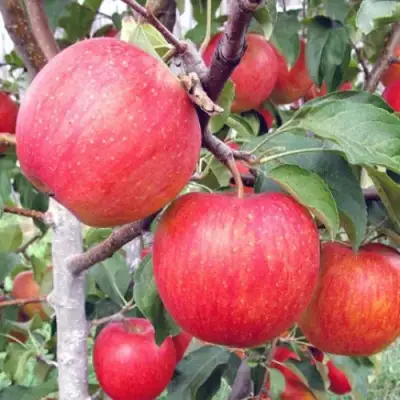 Яблоня ЖЕНЕВА (ЖЕНЕВА ЭРЛИ) в Волковыске