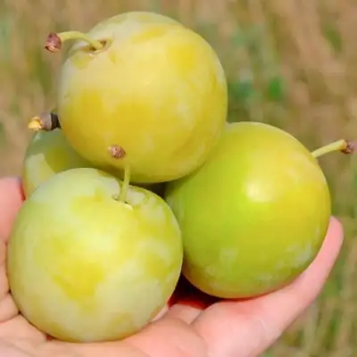 Слива РЕНКЛОД ранний в Волковыске