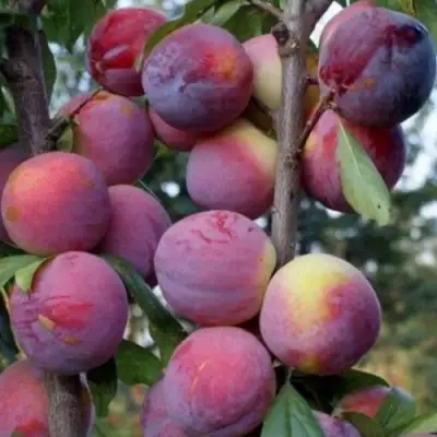 Слива ИМПЕРИАЛ колонновидная в Волковыске