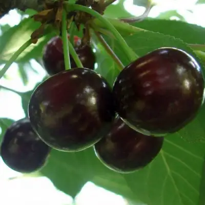 Дюк КСЕНИЯ (ЧЕРЕВИШНЯ) в Волковыске