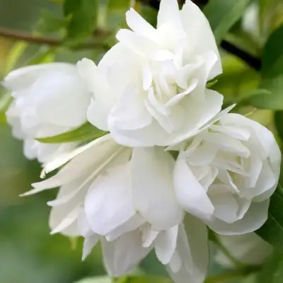 Жасмин МАНТО Д’ЭРМИН в Волковыске