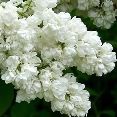 Сирень ПАМЯТЬ О КОЛЕСНИКОВЕ в Волковыске