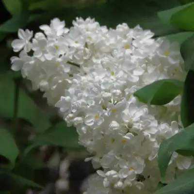 Сирень РУССКИЙ СЕВЕР в Волковыске