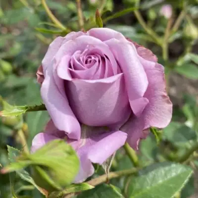 Роза БИЛОНА спрей в Волковыске