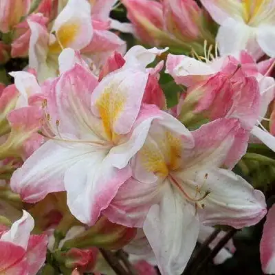 Азалия САТОМИ японская в Волковыске